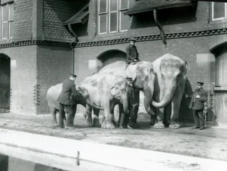 Asiatische Elefanten, zwei Erwachsene und zwei Junge, mit ihren Pflegern im London Zoo, vor 1930